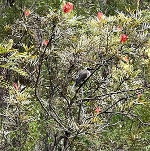 Philemon corniculatus (Noisy Friarbird) at Bucketty, NSW - 11 Sep 2022 by MartinPredavec