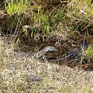 Varanus varius at Bucketty, NSW - suppressed