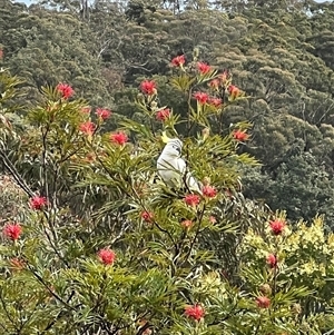 Cacatua galerita at Bucketty, NSW - 21 Sep 2022 10:00 AM
