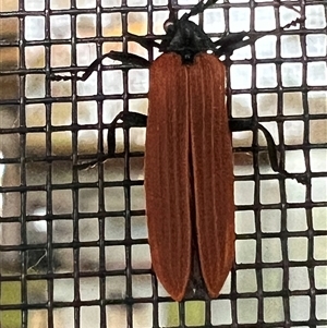 Porrostoma rhipidium at Bucketty, NSW - 22 Sep 2022 10:00 AM