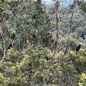 Zanda funerea at Bucketty, NSW - 22 Sep 2022 10:00 AM