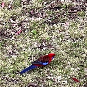 Platycercus elegans (Crimson Rosella) at Bucketty, NSW - 22 Sep 2022 by MartinPredavec