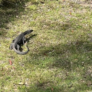 Varanus varius at Bucketty, NSW - suppressed