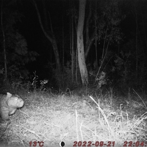 Vombatus ursinus at Bucketty, NSW - 21 Sep 2022 10:00 AM