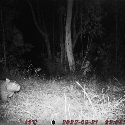 Vombatus ursinus (Common wombat, Bare-nosed Wombat) at Bucketty, NSW - 21 Sep 2022 by MartinPredavec