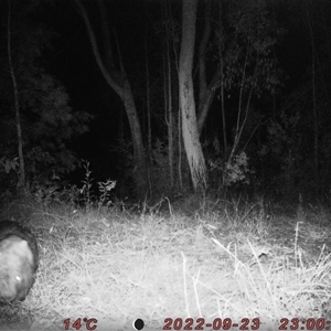 Vombatus ursinus at Bucketty, NSW - 23 Sep 2022 10:00 AM
