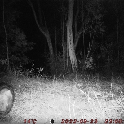 Vombatus ursinus (Common wombat, Bare-nosed Wombat) at Bucketty, NSW - 23 Sep 2022 by MartinPredavec