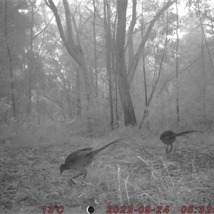 Menura novaehollandiae at Bucketty, NSW - 24 Sep 2022 10:00 AM