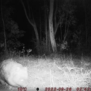 Vombatus ursinus at Bucketty, NSW - 26 Sep 2022 10:00 AM