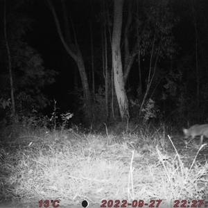 Vulpes vulpes (Red Fox) at Bucketty, NSW - 27 Sep 2022 by MartinPredavec