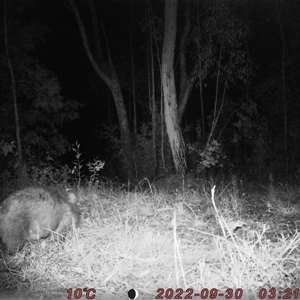 Vombatus ursinus at Bucketty, NSW - 30 Sep 2022 10:00 AM