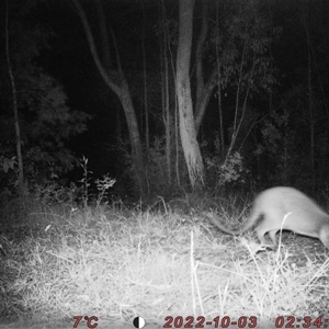 Wallabia bicolor at Bucketty, NSW - 3 Oct 2022 11:00 AM
