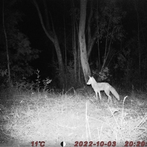 Vulpes vulpes (Red Fox) at Bucketty, NSW - 3 Oct 2022 by MartinPredavec