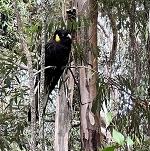 Zanda funerea at Bucketty, NSW - 13 Oct 2022 11:00 AM