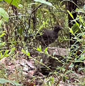 Menura novaehollandiae at Bucketty, NSW - 18 Oct 2022 11:00 AM