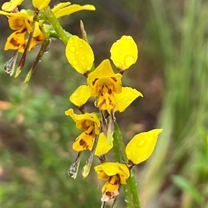Diuris sulphurea at Bucketty, NSW - suppressed