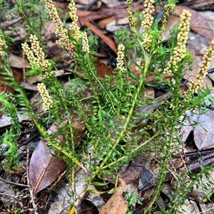 Lomandra obliqua (Twisted Matrush) at Bucketty, NSW - 23 Oct 2022 by MartinPredavec