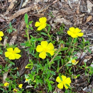 Hibbertia obtusifolia at Bucketty, NSW - 23 Oct 2022 by MartinPredavec