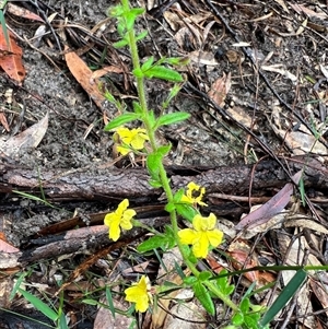 Goodenia heterophylla at Bucketty, NSW - 23 Oct 2022 11:00 AM
