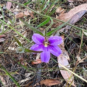 Scaevola ramosissima at Bucketty, NSW - 23 Oct 2022 11:00 AM