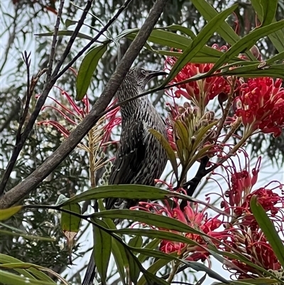 Anthochaera chrysoptera (Little Wattlebird) at Bucketty, NSW - 24 Oct 2022 by MartinPredavec
