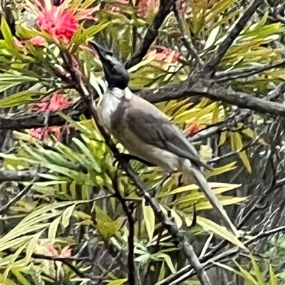 Philemon corniculatus (Noisy Friarbird) at Bucketty, NSW - 24 Oct 2022 by MartinPredavec