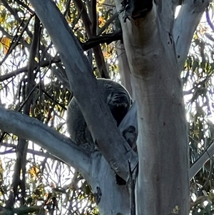 Phascolarctos cinereus at Bucketty, NSW - 26 Oct 2022 11:00 AM