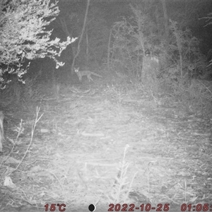Vulpes vulpes at Bucketty, NSW - 25 Oct 2022 11:00 AM