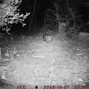 Vombatus ursinus at Bucketty, NSW - 27 Oct 2022 11:00 AM