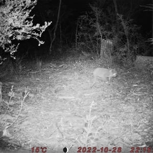 Phascolarctos cinereus at Bucketty, NSW - 28 Oct 2022 11:00 AM