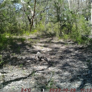 Varanus varius at Bucketty, NSW - suppressed