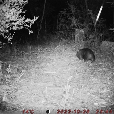 Vombatus ursinus (Common wombat, Bare-nosed Wombat) at Bucketty, NSW - 29 Oct 2022 by MartinPredavec