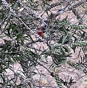 Myzomela sanguinolenta (Scarlet Honeyeater) at Bucketty, NSW - 1 Nov 2022 by MartinPredavec