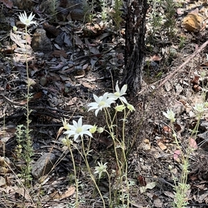 Actinotus helianthi at Bucketty, NSW - suppressed