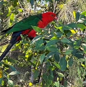 Alisterus scapularis (Australian King-Parrot) at Bucketty, NSW - 6 Nov 2022 by MartinPredavec