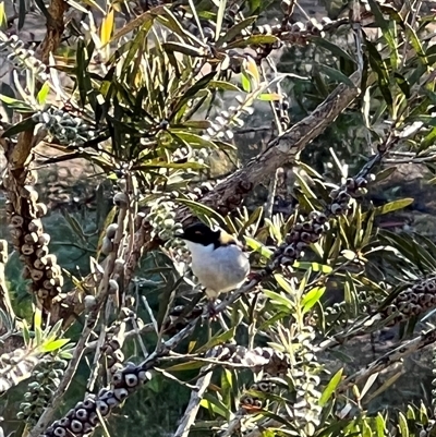 Melithreptus lunatus (White-naped Honeyeater) at Bucketty, NSW - 6 Nov 2022 by MartinPredavec