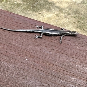 Cryptoblepharus pulcher at Bucketty, NSW - 6 Nov 2022 11:00 AM