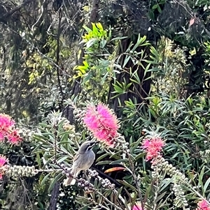 Caligavis chrysops at Bucketty, NSW - 7 Nov 2022 11:00 AM