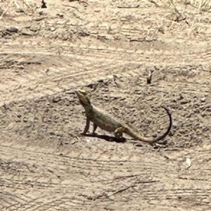 Pogona barbata at Bucketty, NSW - suppressed