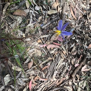 Dianella sp. at Laguna, NSW - 7 Nov 2022 11:00 AM
