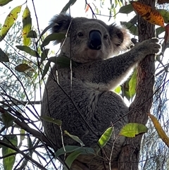 Phascolarctos cinereus (Koala) at Bucketty, NSW - 9 Nov 2022 by MartinPredavec
