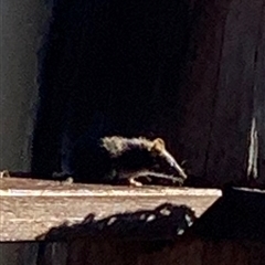 Antechinus flavipes at Bucketty, NSW - 10 Nov 2022 by MartinPredavec