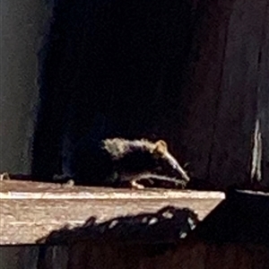 Antechinus flavipes at Bucketty, NSW - 10 Nov 2022 by MartinPredavec