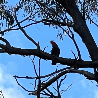 Callocephalon fimbriatum (Gang-gang Cockatoo) at Laguna, NSW - 11 Nov 2022 by MartinPredavec