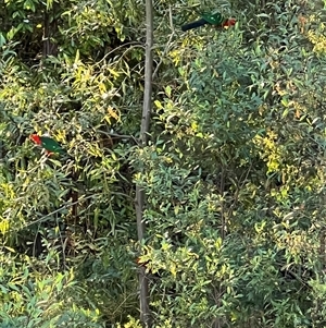 Alisterus scapularis (Australian King-Parrot) at Bucketty, NSW - 11 Nov 2022 by MartinPredavec
