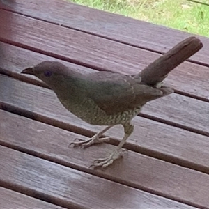 Ptilonorhynchus violaceus at Bucketty, NSW - 15 Nov 2022 11:00 AM