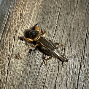 Gryllotalpa australis at Bucketty, NSW - 15 Nov 2022 11:00 AM