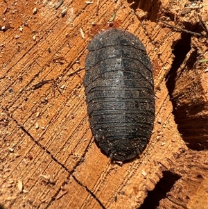 Laxta sp. (genus) (Bark cockroach) at Bucketty, NSW - 16 Nov 2022 by MartinPredavec