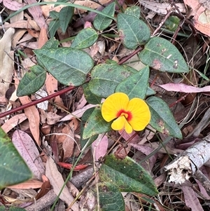 Platylobium formosum at Bucketty, NSW - 16 Nov 2022 by MartinPredavec