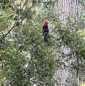 Callocephalon fimbriatum (Gang-gang Cockatoo) at Watagan, NSW - 16 Nov 2022 by MartinPredavec